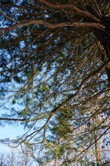 Sequoia sempervirens (Coast redwood) from below