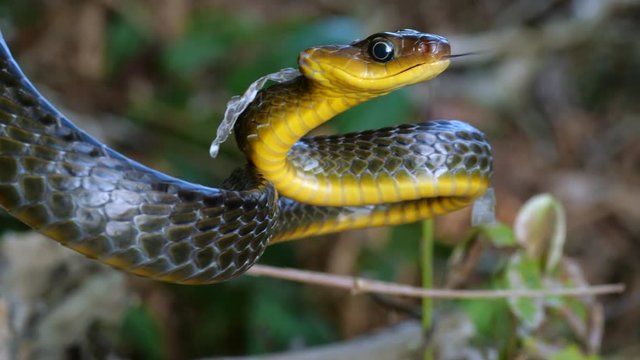 Common Sipo (Chironius exoletus) threat display. with open mouth and striking. It is starting to shed its old skin. In the Ecuadorian Amazon.