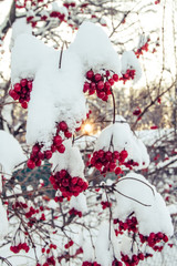 red flowers in snow
