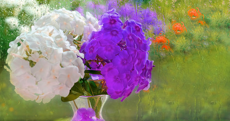 purple and white Phlox in a vase background of rain drops on the window, a flowered garden celebration weddings congratulations