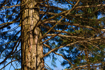 Sequoia sempervirens (Coast redwood) from below