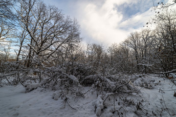 Snow covered trees in a forest