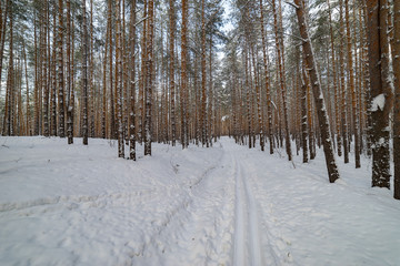 Fototapeta premium Ski track in the winter pine forest