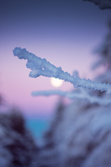 Detail view of a tree with frozen snow and blurry bokeh background and full moon at moody colorful night twilight. Harz Mountains National Park in Germany