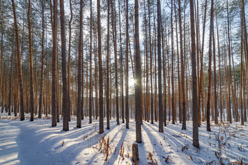 The sun shines between the trunks of the pines in the winter forest