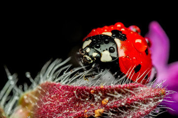 Fototapeta na wymiar Beautiful ladybug on leaf defocused background