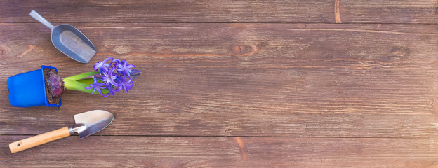 Planting spring blossoming violet hyacinth, tools, wooden background, banner