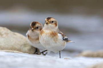Snow Bunting Birds on Rivers Edge