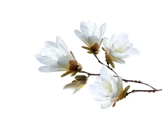 Schilderijen op glas Branch of white Japanese magnolia kobus isolated on white background © Nataliia Vyshneva