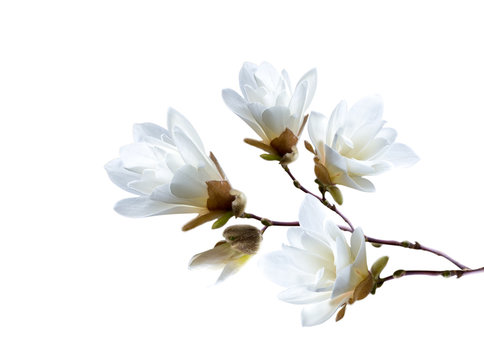 Fototapeta Branch of white Japanese magnolia kobus isolated on white background