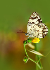 Closeup   beautiful butterfly sitting on flower