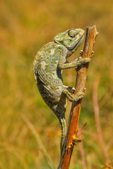 Beautiful green chameleon - Stock Image