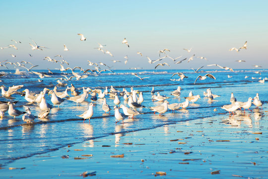 A flock of gulls over the sea.
