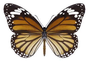 Butterfly Danaus genutia on a white background