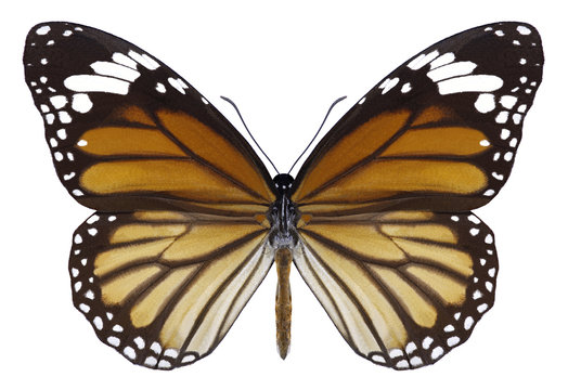 Butterfly Danaus genutia on a white background