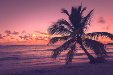 Fototapeta na wymiar Palm tree silhouette on a tropical beach in sunset. Dominican Republic.