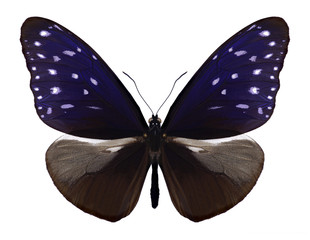 Butterfly Euploea mulciber mulciber (male) on a white background