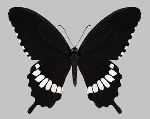 Butterfly Papilio polytes (male) on a gray background