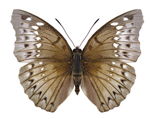 Butterfly Euthalia teuta (female) on a white background