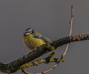 Yellow chickadee bird on apricot tree in winter cold sunny day