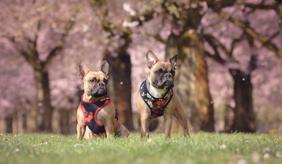 Two fawn French Bulldog dogs with floral harnesses in front of beautiful pink cherry blossom trees in spring