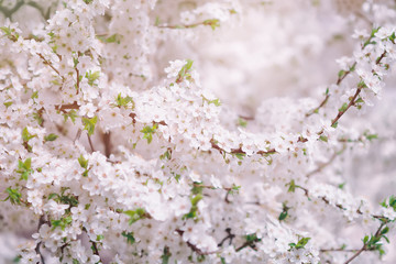 Beautiful white cherry flowers in spring close-up macro on a soft blurred background. Floral background, artistic image.