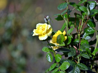yellow rose