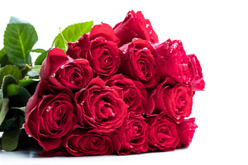 Beautiful red roses with drops of water isolated on white