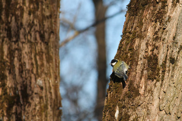 Great tit (Parus major) on tree trunk in search of food in winter, Belarus