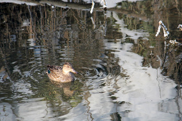 Female Eurasian teal (Anas crecca) floating on river in winter, Belarus