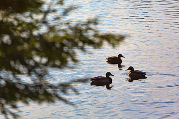 Ducks swimming on a pond in Camden Maine