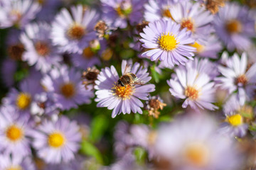 Fototapeta na wymiar Pollination of flowers by bee