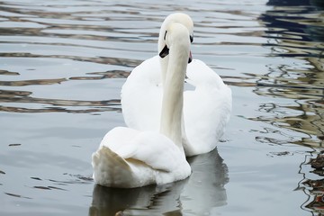 Obraz premium pair of swans