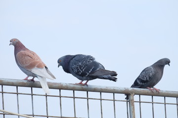 pigeons on fence