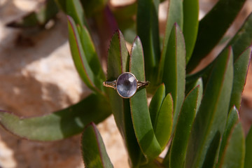 A ring with a large alexandrite stone was put on the leaves of the plant