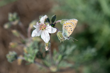 Lycaenidae / Geranyum Çokgözlüsü / / Polyommatus eumedon
