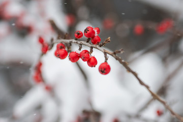 Snow covered red berries on branches during the winter.