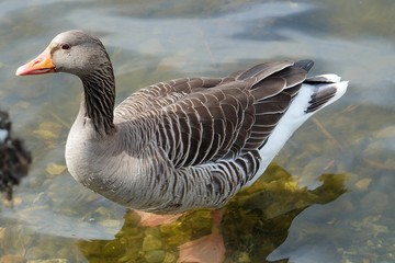 goose on water