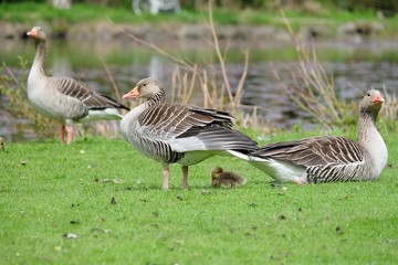 family duck on grass