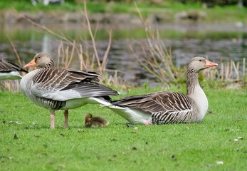 wild duck near the lake