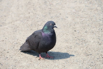 pigeon in the park