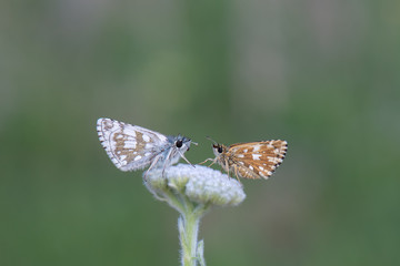 Zeytuni Zıpzıp / Pyrgus serratulae /  
