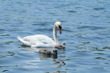 Fototapeta premium white swan on the lake