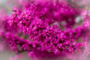 pink flowers