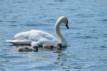 Fototapeta premium white swan on the lake