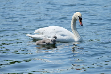 Obraz premium 3 swans on the lake