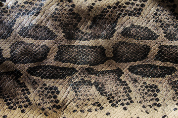Genuine snake skin top view