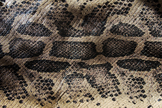 Genuine snake skin top view