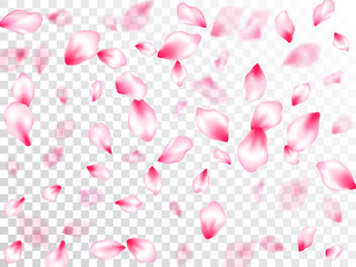 Pink sakura petals confetti flying and falling