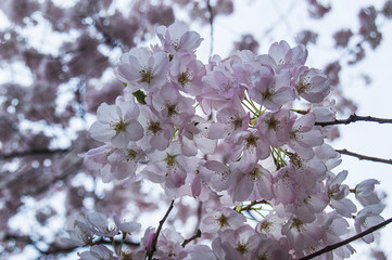 Fototapeta na wymiar Cherry blossoms en el centro de Vancouver Canada
